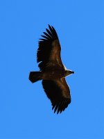 2015.01.10 Griffon Vulture 2.jpg