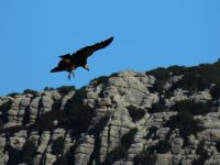 2015.01.10 Griffon Vulture 3.JPG