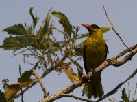 oriole_MG_0325.jpg