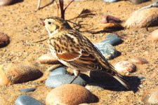 Evan_Griffis_Lapland-Longspur.jpg