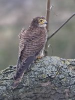 Kestrel_15-01-11_IMG_8845.jpg