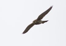 Kestrel_15-01-11_IMG_8822.jpg