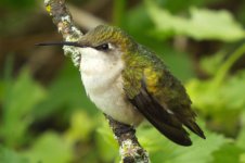 Evan_Griffis_Ruby-Throated-Hummingbird.jpg