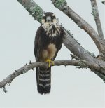 Peregrine falcon.jpg