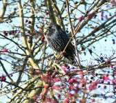 A Starling..jpg