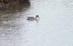 pintail eclipse maleDSCF3228.jpg