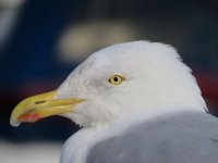 gull.jpg