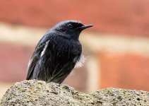 black redstart.jpg