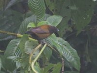 0000 IMG_3897 Day 6 Volcano Tenorio Rain Forest.jpg