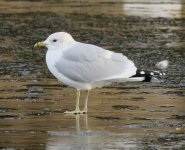 common gull.JPG