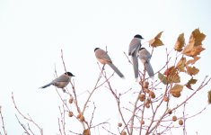 Azure-winged Magpie.jpg