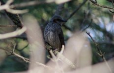 Brown-eared Bulbul.jpg