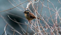 Siberian Accentor.jpg