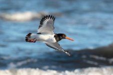 Oystercatcher (2) -smallweb.jpg