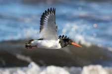 Oystercatcher-(3)-web.jpg