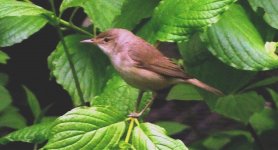 Reed Wrblr.profile at St.Paul's May 4th 2012.jpg