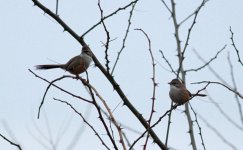 Beijing Babbler.jpg