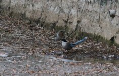 Red-throated Thrush.jpg