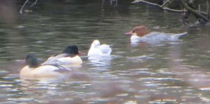 Goosander - MSP.jpg