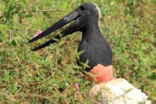 jabiru.jpg