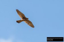 Eurasian Kestrel 4.jpg