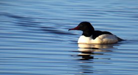 merganser1000.jpg