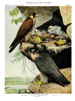 Peregrine falcon II.jpg