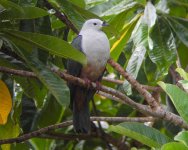 Micronesian Imperial Pigeon.jpg