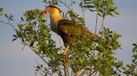 Caracara Pair Fl GH4 stx95 23Jan 2015.jpg