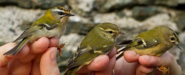 A bird in the hand.jpg