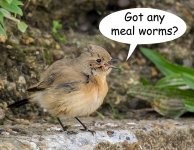 Meal-worms-small.jpg