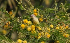 Nile-valley Sunbird_4813.JPG