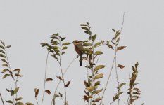 Bull-headed Shrike.jpg