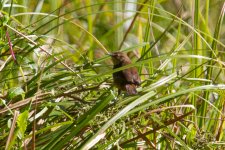 Grauer's swamp warbler Ruhija.jpg