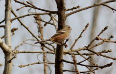 Long-tailed Rosefinch.jpg