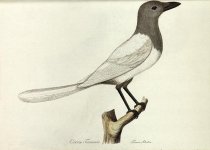 Corvus Tornensis SPARRMAN 1806. jpg.jpg