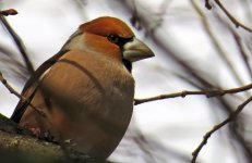 Hawfinch.jpg