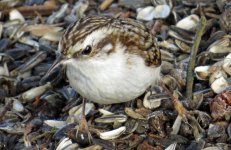 Treecreeper.jpg