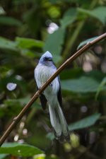 White-tailed blue flycatcher Ruhija.jpg