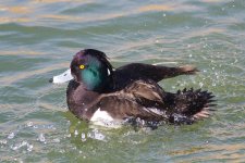 Turrfted duck-radipole Feb 2015.jpg