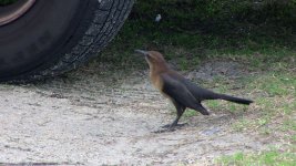 Boat-tailed Grackle (Female).jpg