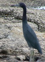 Little Blue Heron.jpg