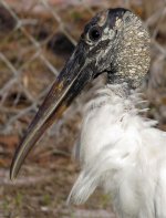 Wood Stork head shot.jpg