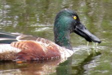 Northern Shoveler Drake.jpg