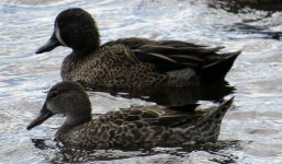 Blue-winged Teal.jpg