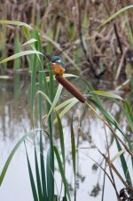 Kingfisher not on a stick comp.jpg