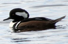 Hooded Merganser.jpg