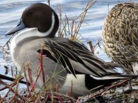 Northern Pintail.jpg