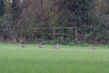 Curlew in field comp.jpg