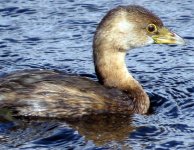 Pied-billed Grebe.jpg